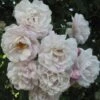 Rosier Grimpant Blush Noisette 2 Rosier Grimpant Blush Noisette -Fleuriste 3914604645 75fd68907d o 20rosier blush noisette 771438 1