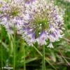 Agapanthe Hybride Fireworks -Fleuriste Agapanthus Fireworks 88871 3