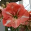 Amaryllis Faro* 2 Amaryllis Faro* -Fleuriste Amaryllis Faro 56606 1