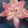 Amaryllis Double Lady Jane -Fleuriste Amaryllis Lady Jane LD alljengi 56977 1
