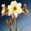 Amaryllis Lemon Cream - Hippeastrum -Fleuriste Amaryllis Lemon Cream Hippeastrum IF 175510 1
