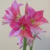 Amaryllis Neon -Fleuriste Amaryllis Neon 87545 1