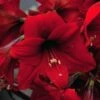 Amaryllis Rapido 1 Amaryllis Rapido -Fleuriste Amaryllis Rapido 56972 1