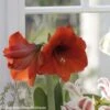 Amaryllis Red Lion -Fleuriste Amaryllis Red Lion 82354 1
