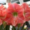Amaryllis Rosalie -Fleuriste Amaryllis Rosalie 82461 1