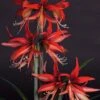 Amaryllis Sumatra - Hippeastrum Cybister -Fleuriste Amaryllis Sumatra Hippeastrum 15931 1