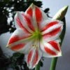 Amaryllis Clown 1 Amaryllis Clown -Fleuriste Amaryllis Sydney LD Ting Chen 56976 1