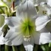 Amaryllis Pluriflore White Garden - Hippeastrum -Fleuriste Amaryllis pluriflore White Garden Hippeastrum 15933 1