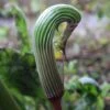 Arisaema Galeatum - Plante Cobra -Fleuriste Arisaema galeatum 4180 1