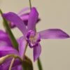 Bletilla Striata Soryu Blue Dragon - Orchidée Jacinthe Bleue 1 Bletilla Striata Soryu Blue Dragon - Orchidée Jacinthe Bleue -Fleuriste Bletilla striata Soryu V 5034 1