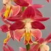 Calanthe Red Sunset - Orchidée Vivace -Fleuriste Calanthe Red Sunset Orchidee vivace IF 18957 1