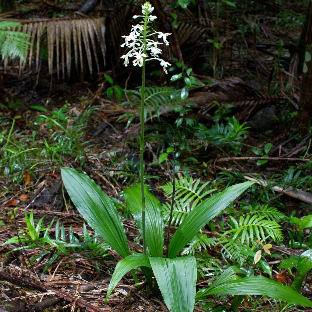 Calanthe Triplicata - Orchidée Vivace 3 Calanthe Triplicata - Orchidée Vivace