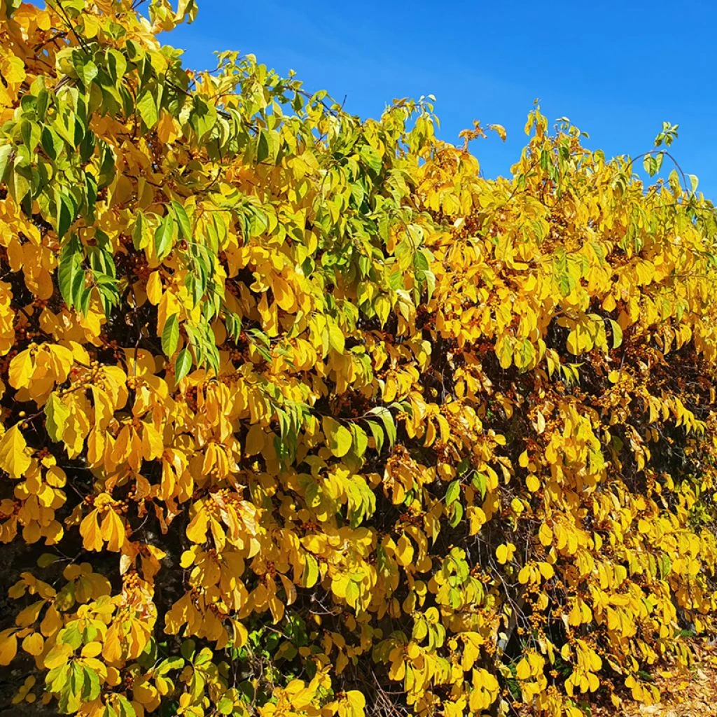 Celastrus Orbiculatus Hercules - Célastre Ou Bourreau Des Arbres (mâle) 3 Celastrus Orbiculatus Hercules - Célastre Ou Bourreau Des Arbres (mâle)