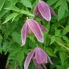Clématite - Clematis Alpina Ruby -Fleuriste Clematis Alpina Ruby 67805 1