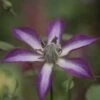 Clématite - Clematis Astra Nova -Fleuriste Clematis Astra Nova 681524 1