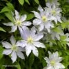Clématite - Clematis Etoile Nacrée -Fleuriste Clematis Etoile Nacree 87833 1