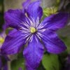 Clématite - Clematis Rhapsody -Fleuriste Clematis Rhapsody copyright 10116711 1