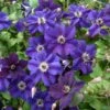 Clématite Italienne - Clematis Viticella Happy Birthday -Fleuriste Clematis viticella Happy Birthday IF 1011341 1