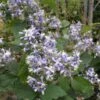 Clématite - Clematis I Am Stanislaus -Fleuriste Clematite Clematis I am Stanislaus IF 6813781 1