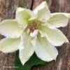 Clématite - Clematis Mrs. Georges Jackman -Fleuriste Clematite Clematis Mrs Georges Jackman 87836 1