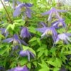 Clématite - Clematis Alpina