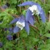 Clématite - Clematis Alpina Francis Rivis