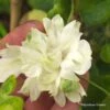 Clématite Delphine -Fleuriste Clematite Delphine 87827 1