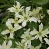 Clématite - Clematis Montana Jenny Keay -Fleuriste Clematite Jenny Keay 80705 1