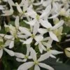 Clématite - Clematis Armandii Snowdrift -Fleuriste Clematite armandii Snowdrift 83607 1