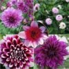 Collection Dahlias Byzantins -Fleuriste Collection Dahlias Byzantins 83501 1