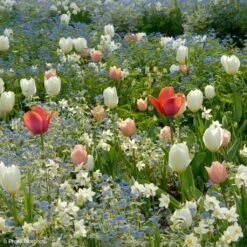 Collection Harmonie Délicatesse