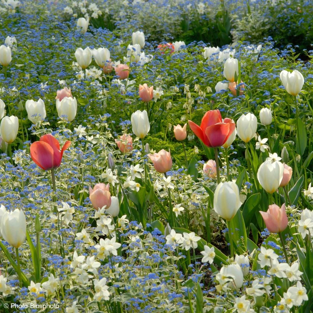 Collection Harmonie Délicatesse 3 Collection Harmonie Délicatesse