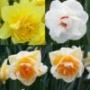 Collection Narcisses Doubles 1 Collection Narcisses Doubles -Fleuriste Collection Narcisses Doubles 82855 1