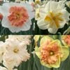 Collection Narcisses Papillons -Fleuriste Collection Narcisses Papillons 82853 1