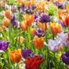 Collection Tulipes Orange-Violet 2 Collection Tulipes Orange-Violet -Fleuriste Collection Tulipes Orange Violet 85528 1