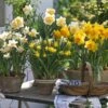Collection Potées De Narcisses -Fleuriste Collection pot es de narcisses 80560 1