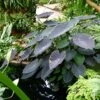 Colocasia Black Magic - Oreille D'Eléphant -Fleuriste Colocasia Black magic 83271 1