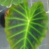 Colocasia Imperial Gigante - Oreille D'Eléphant -Fleuriste Colocasia Imperial Gigante 83273 1