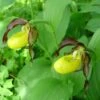 Cypripedium Calceolus - Sabot De Venus -Fleuriste Cypripedium calceolus ld urjsa 80044 1