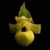Cypripedium Flavum - Sabot De Vénus Jaune Pâle 1 Cypripedium Flavum - Sabot De Vénus Jaune Pâle -Fleuriste Cypripedium flavum 80352 1