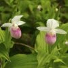 Cypripedium Reginae - Sabot De Venus -Fleuriste Cypripedium reginae 8159 1