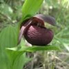 Cypripedium Smithii - Sabot De Vénus Rouge Pourpre -Fleuriste Cypripedium smithii 80349 1