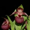 Cypripedium Tibeticum - Sabot De Vénus Rouge Pourpre -Fleuriste Cypripedium tibeticum 80350 1