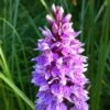 Dactylorhiza Maculata, Orchis Tacheté - Orchidée Terrestre Et Vivace 1 Dactylorhiza Maculata, Orchis Tacheté - Orchidée Terrestre Et Vivace -Fleuriste Dactylorhiza maculata 8161 1