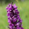 Dactylorhiza Majalis - Orchis De Mai Ou à Feuilles Larges -Fleuriste Dactylorhiza majalis 8893 1