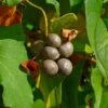 Igname De Chine - Dioscorea Batatas 1 Igname De Chine - Dioscorea Batatas -Fleuriste Dioscorea polystachya 89860 1