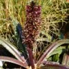 Eucomis Freckles - Eucomide Panachée -Fleuriste Eucomis Freckles V 5029 1