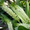 Eucomis Playa Blanca® - Eucomide -Fleuriste Eucomis Playa Blanca V 4189 1