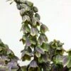 Fritillaria Persica Green Dreams - Fritillaire De Perse