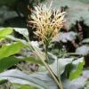 Hedychium Yunnanense -Fleuriste Hedychium yunnanense 6795 1